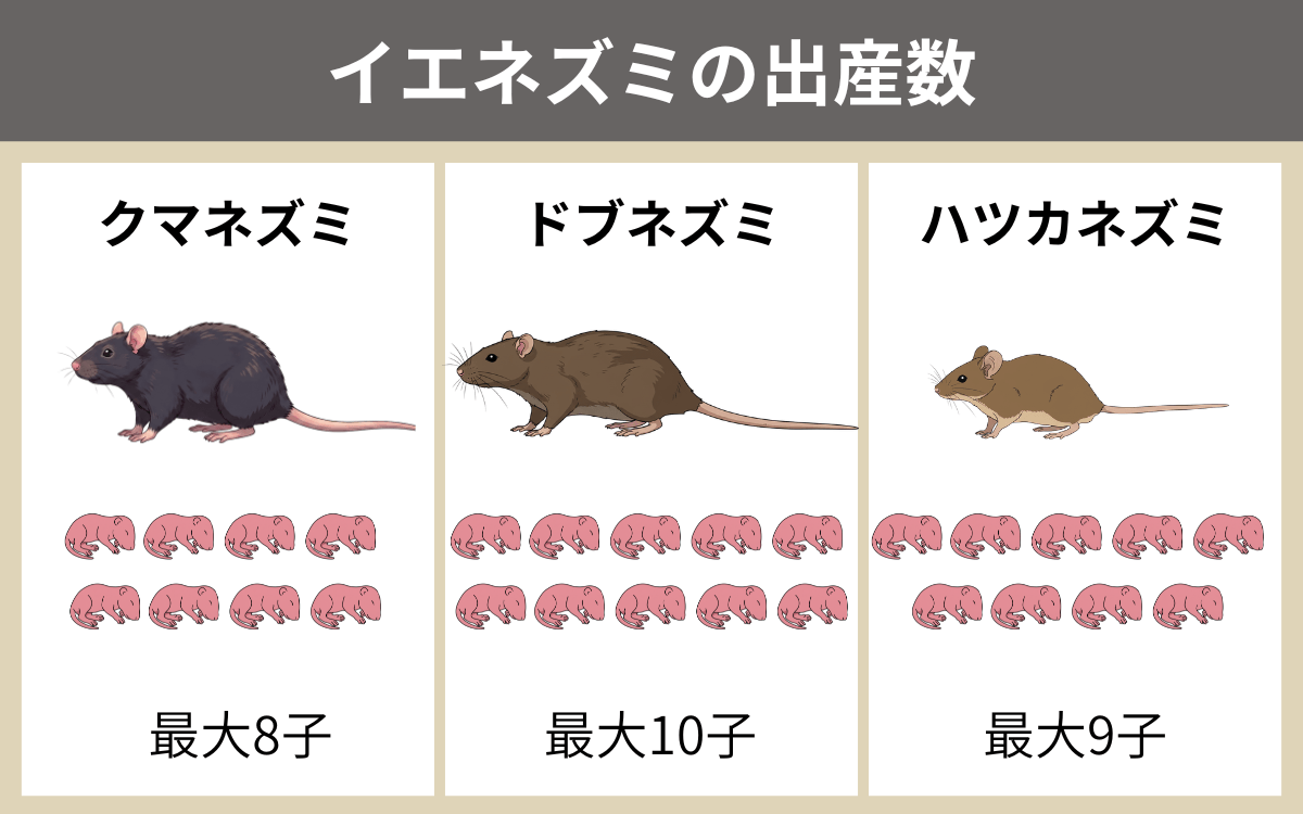イエネズミの出産数