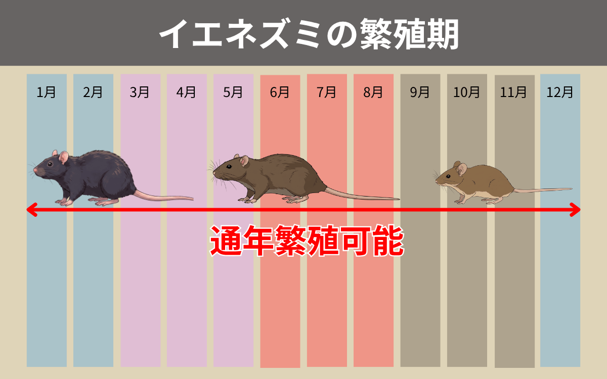 イエネズミの繁殖期