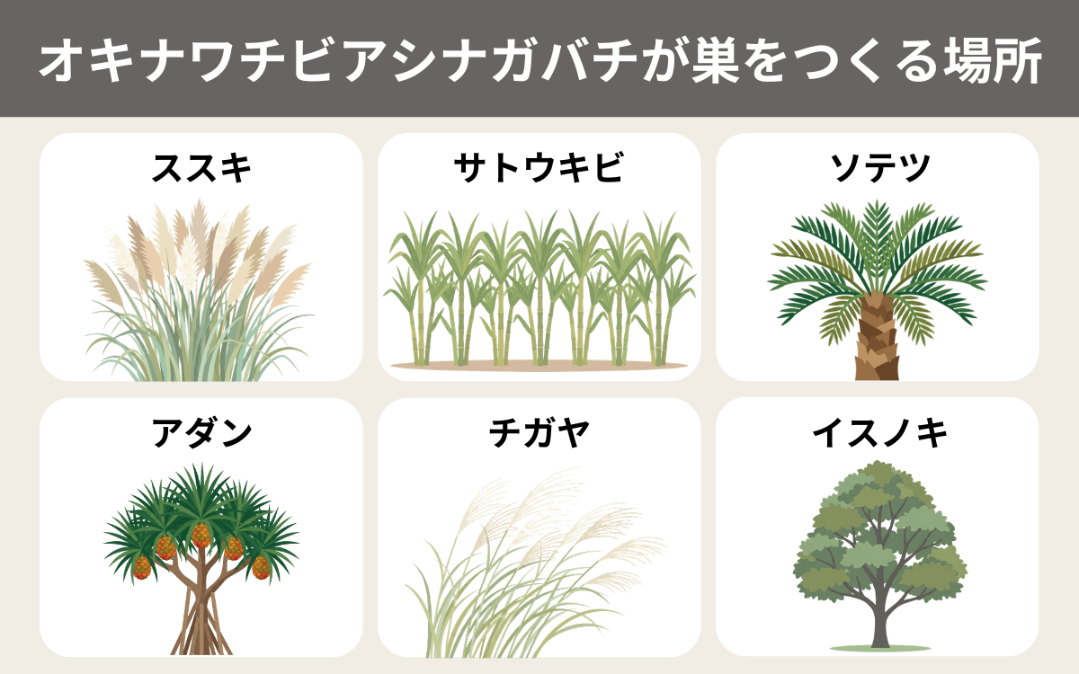 オキナワチビアシナガバチが巣をつくる場所