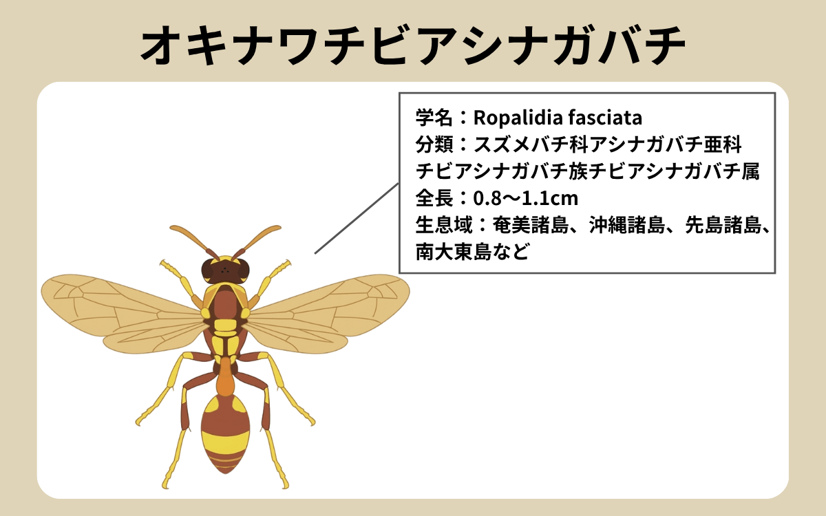 オキナワチビアシナガバチってどんなハチ？