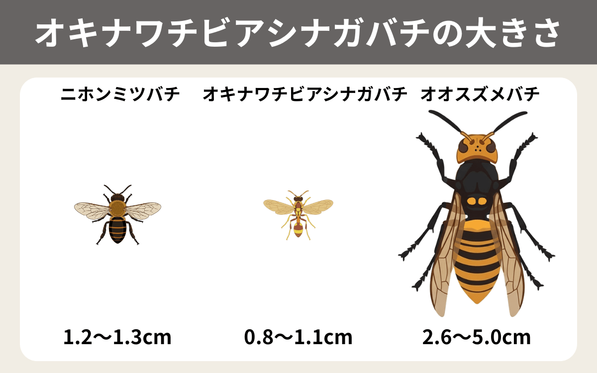 オキナワチビアシナガバチの大きさ