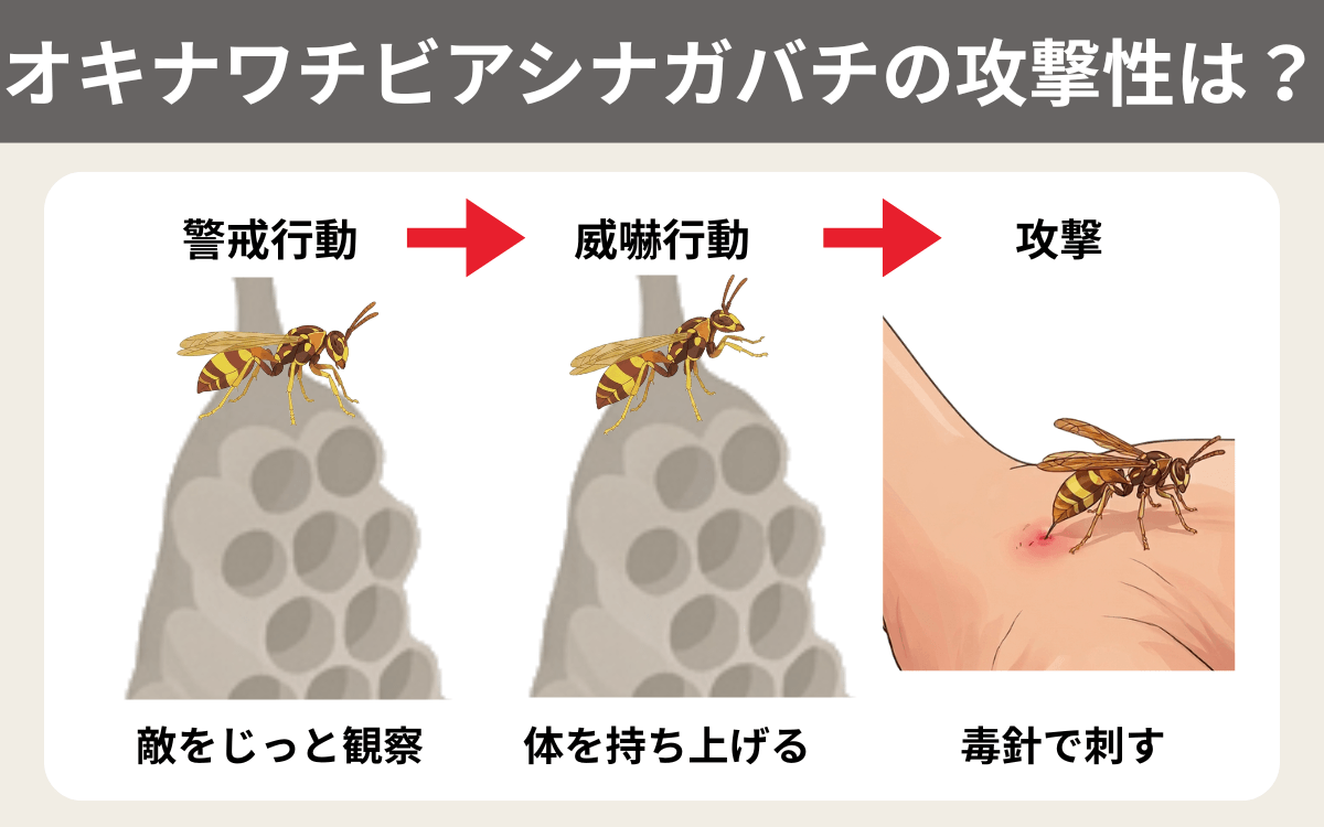 オキナワチビアシナガバチの攻撃性は？