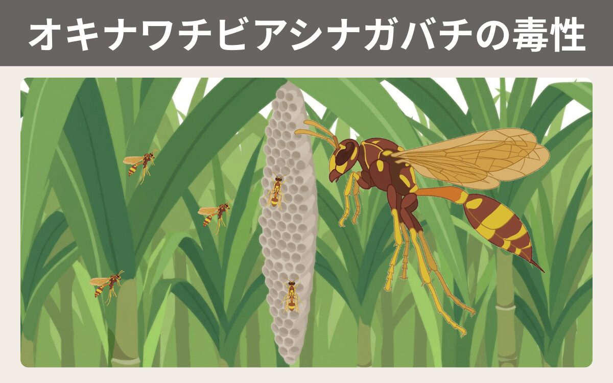 オキナワチビアシナガバチの毒性