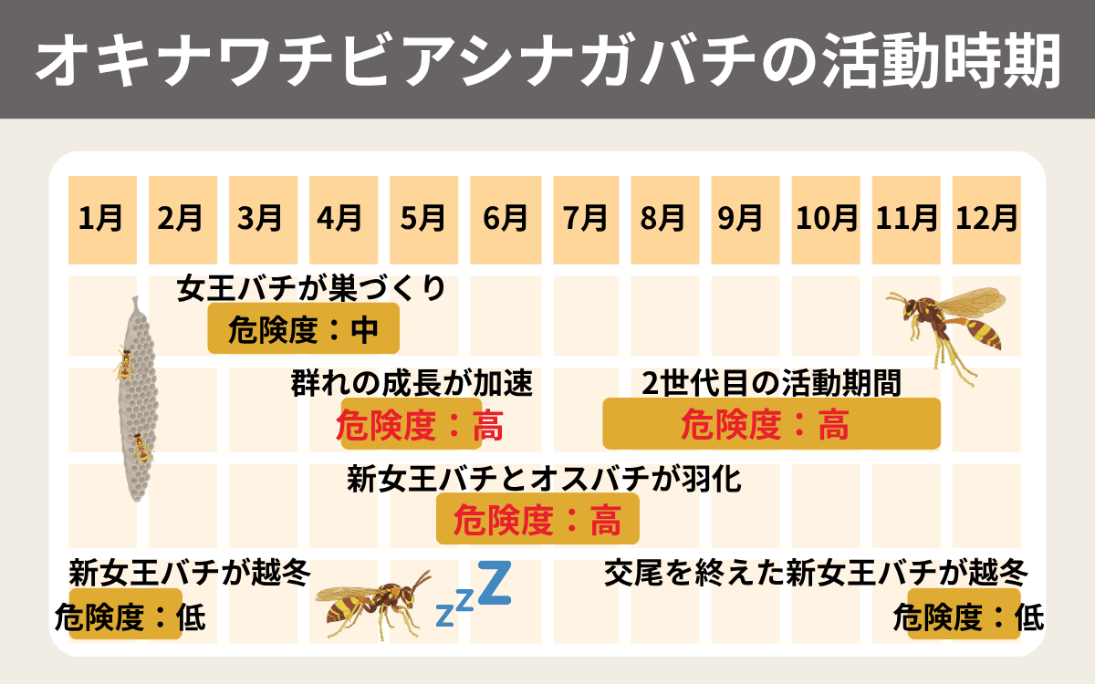 オキナワチビアシナガバチの活動時期
