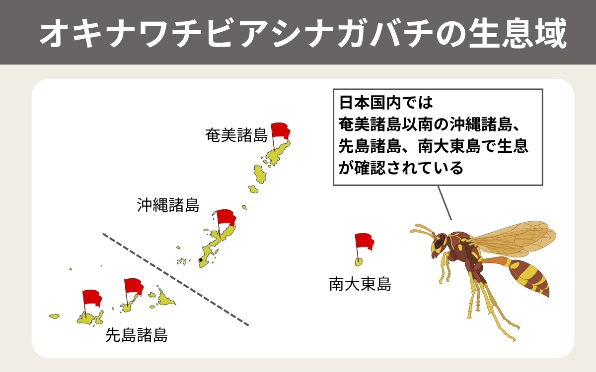 オキナワチビアシナガバチの生息域