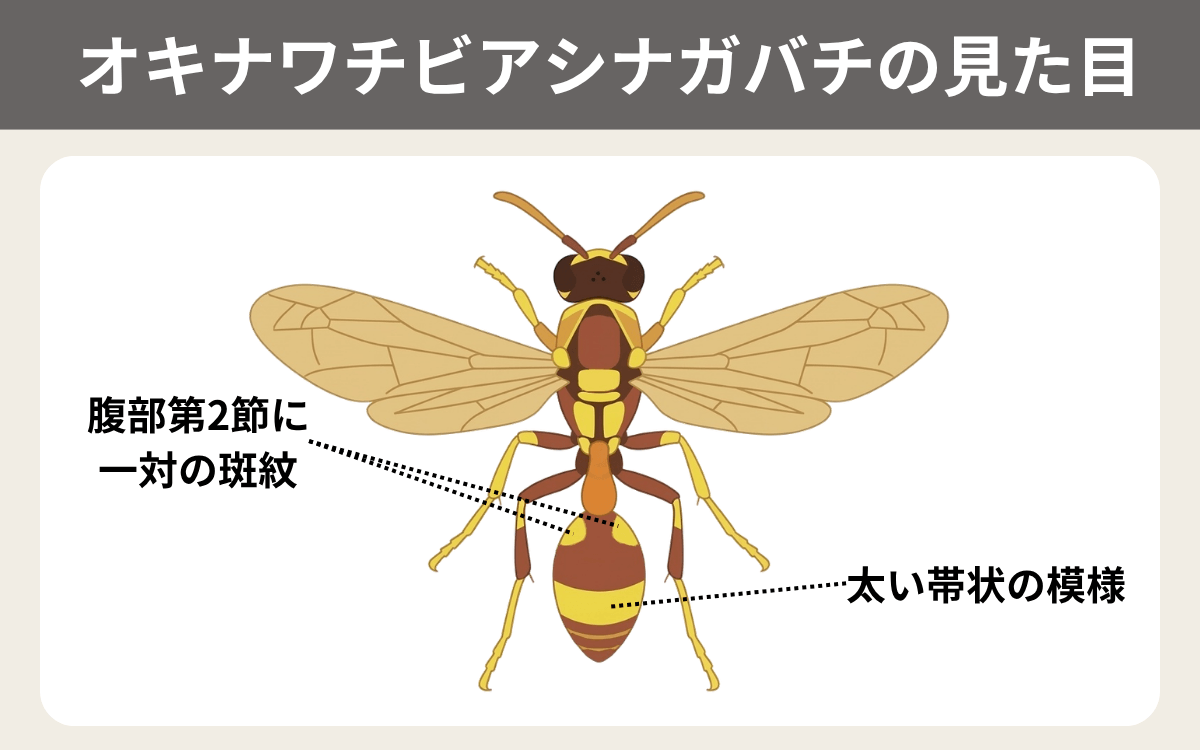 オキナワチビアシナガバチの見た目