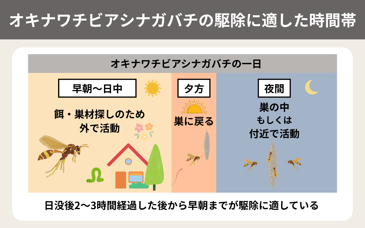 オキナワチビアシナガバチの駆除に適した時間帯