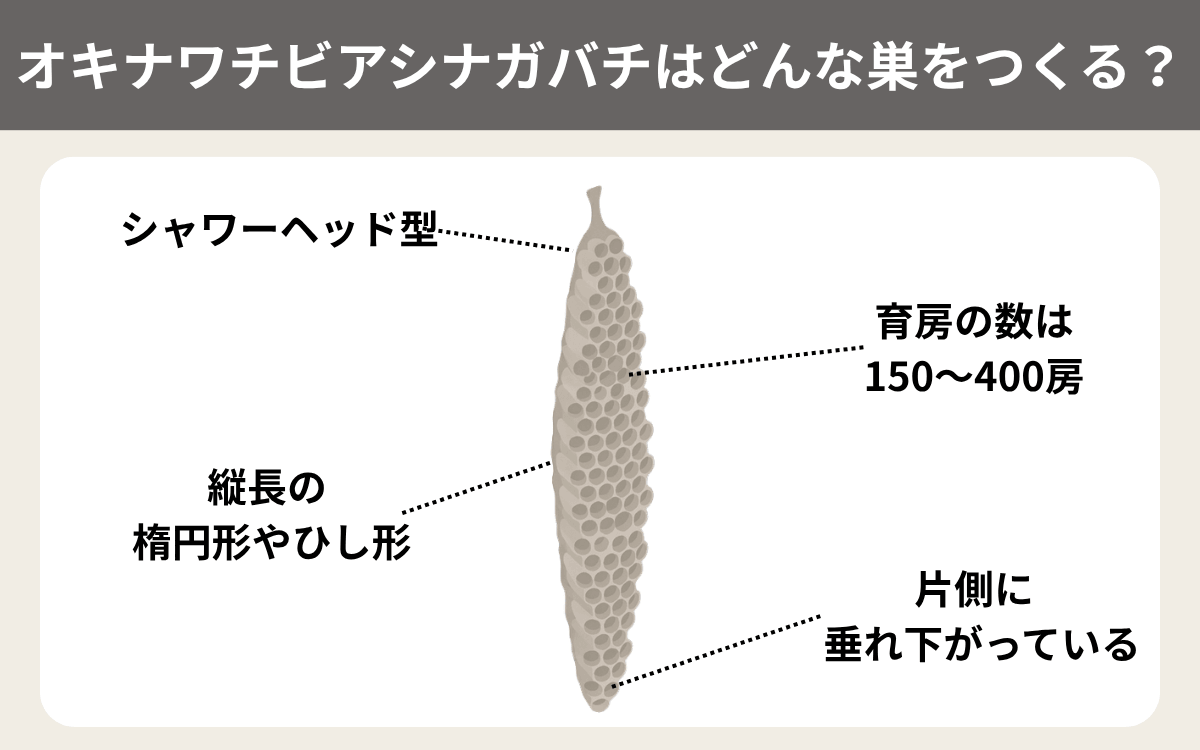オキナワチビアシナガバチはどんな巣をつくる？