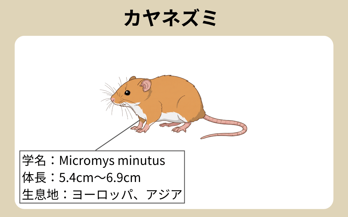 カヤネズミ