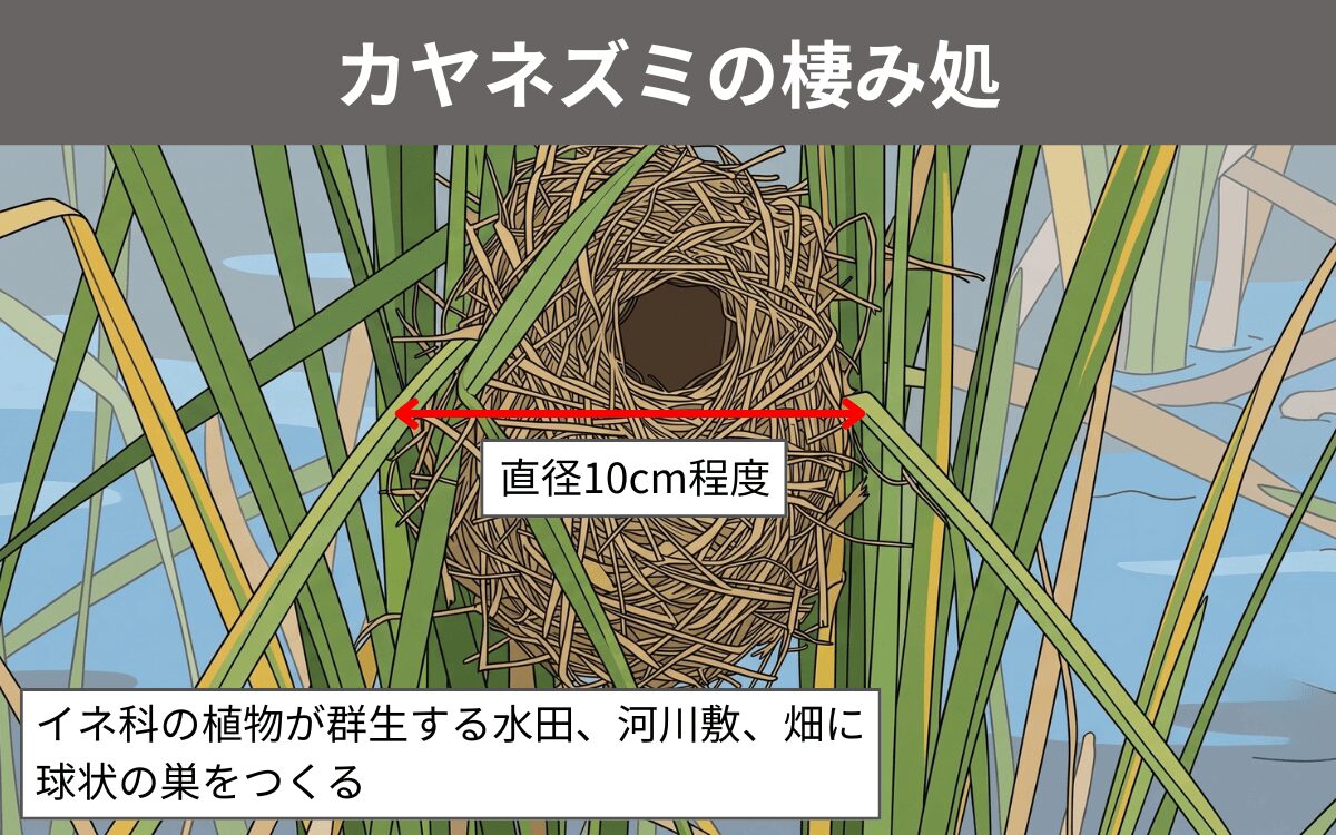 カヤネズミの棲み処