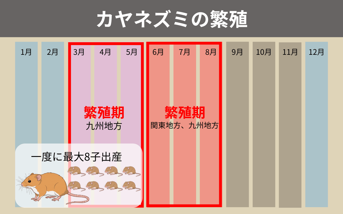 カヤネズミの繁殖