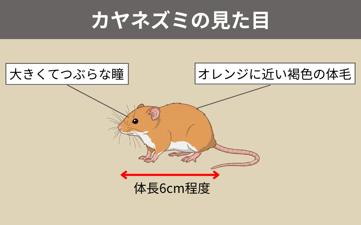 カヤネズミの見た目