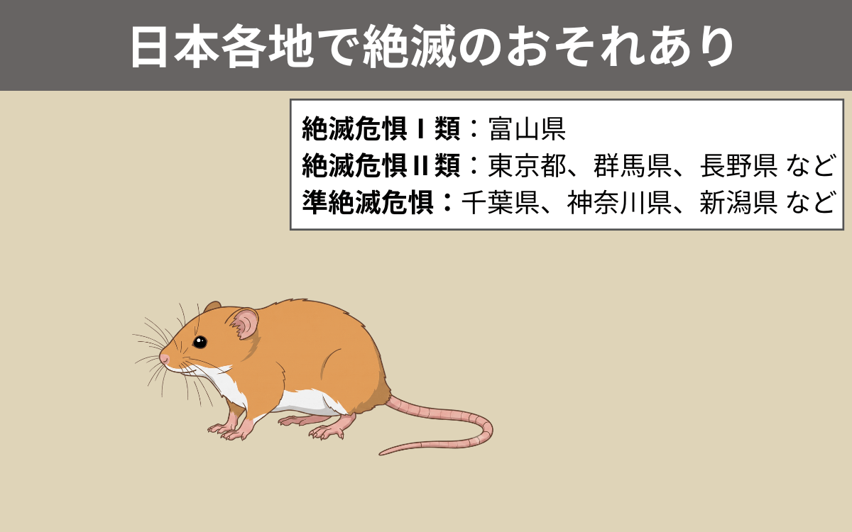 カヤネズミは絶滅の危機にある