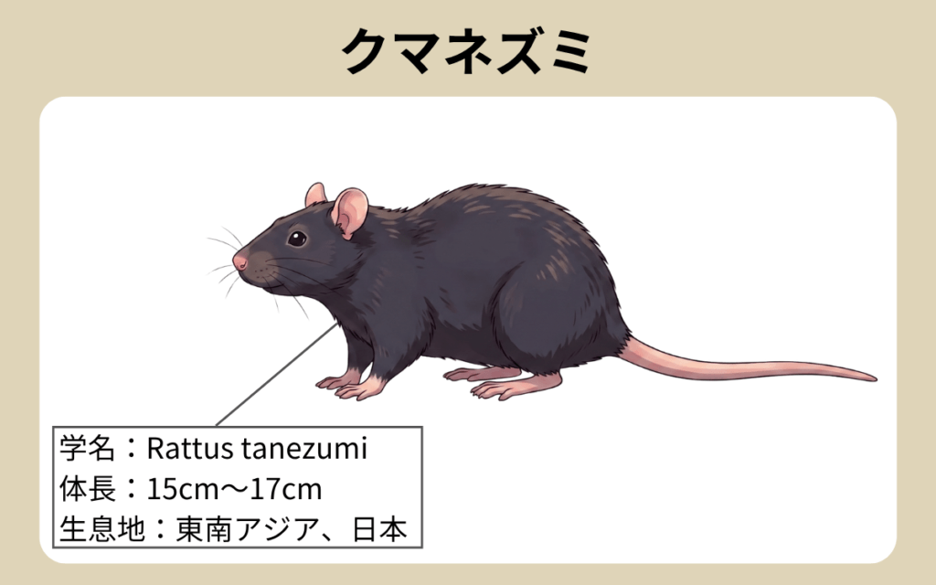 クマネズミ