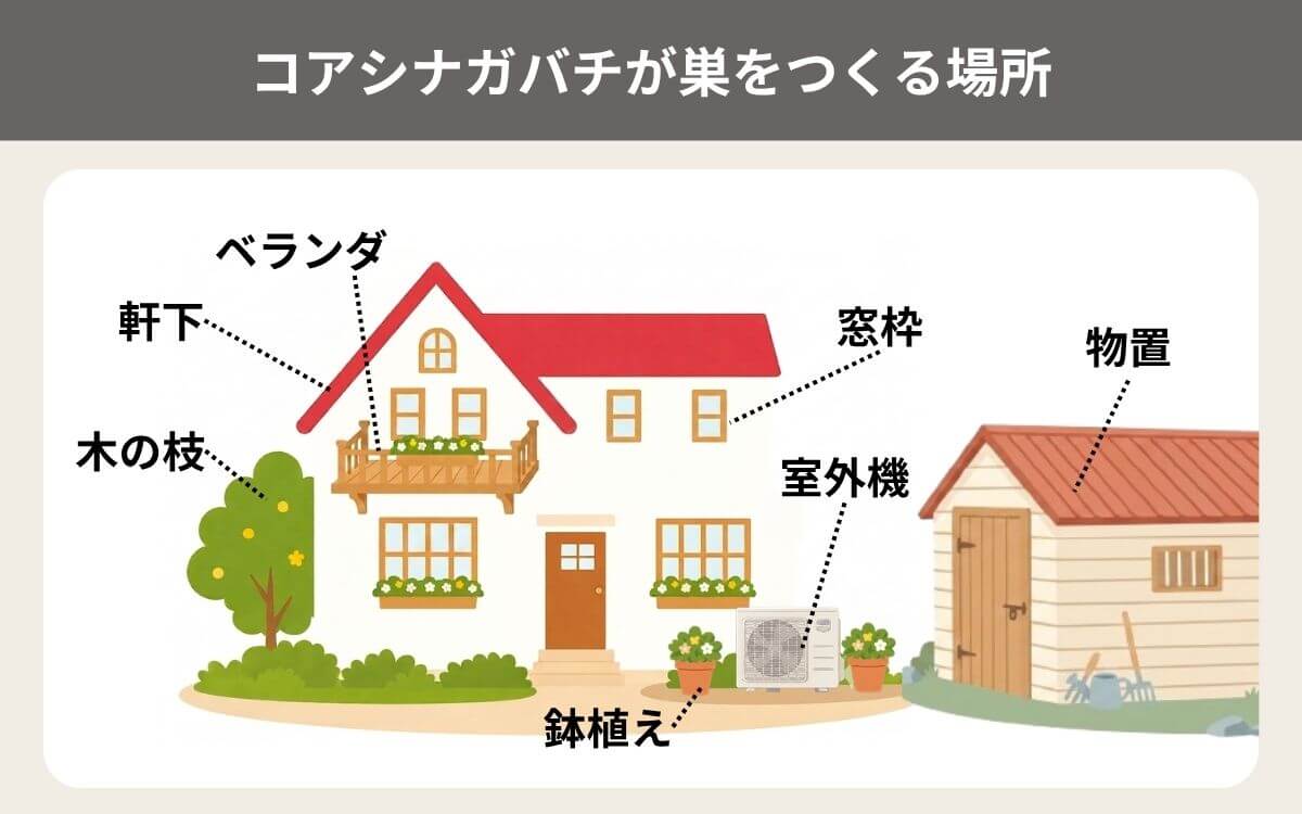 コアシナガバチが巣をつくる場所