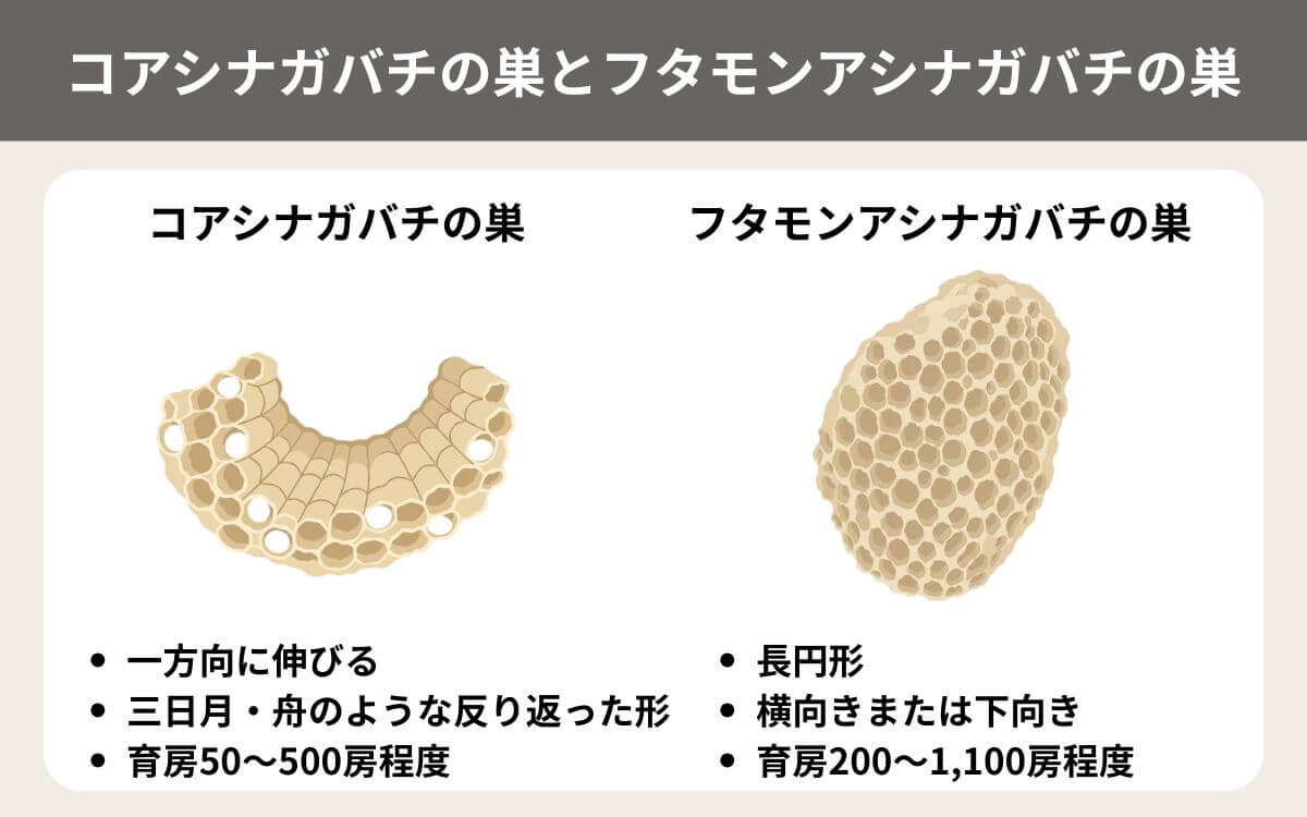 コアシナガバチとフタモンアシナガバチの巣