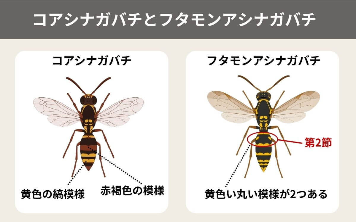 コアシナガバチとフタモンアシナガバチの違い