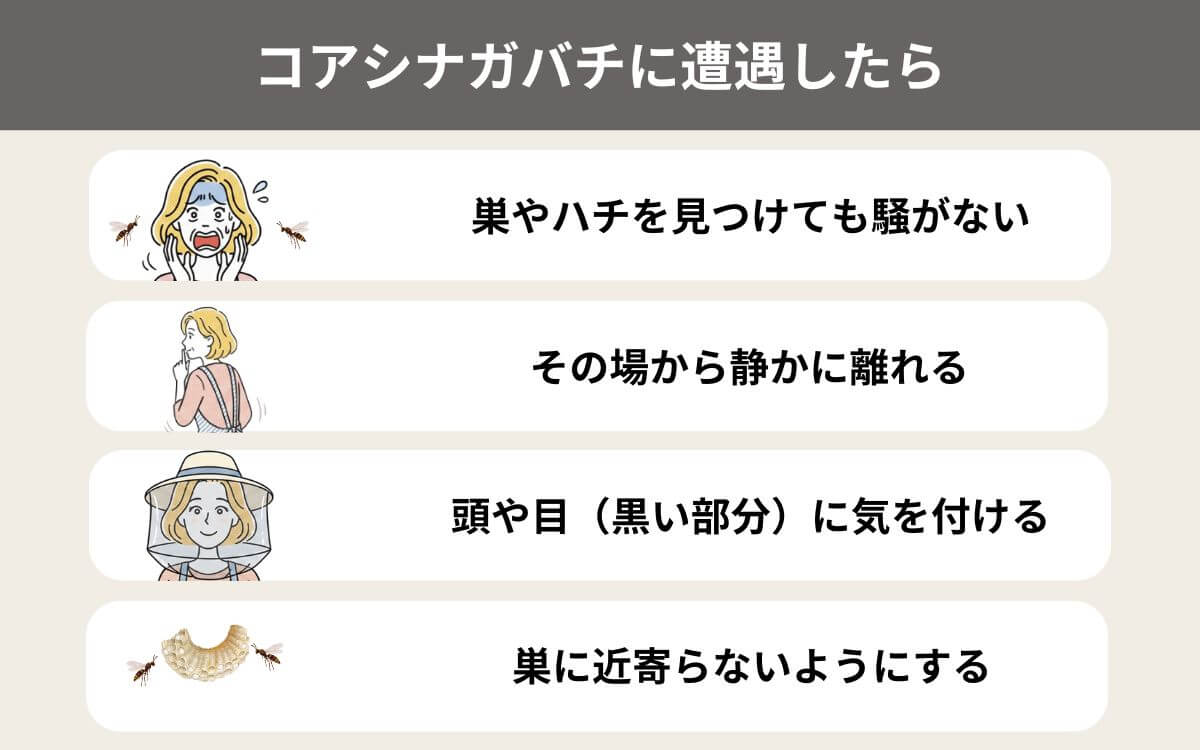 コアシナガバチに遭遇したら
