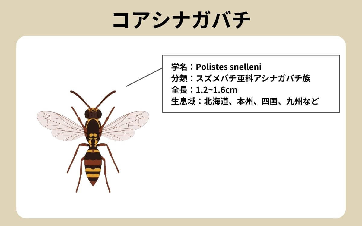 コアシナガバチの基本情報