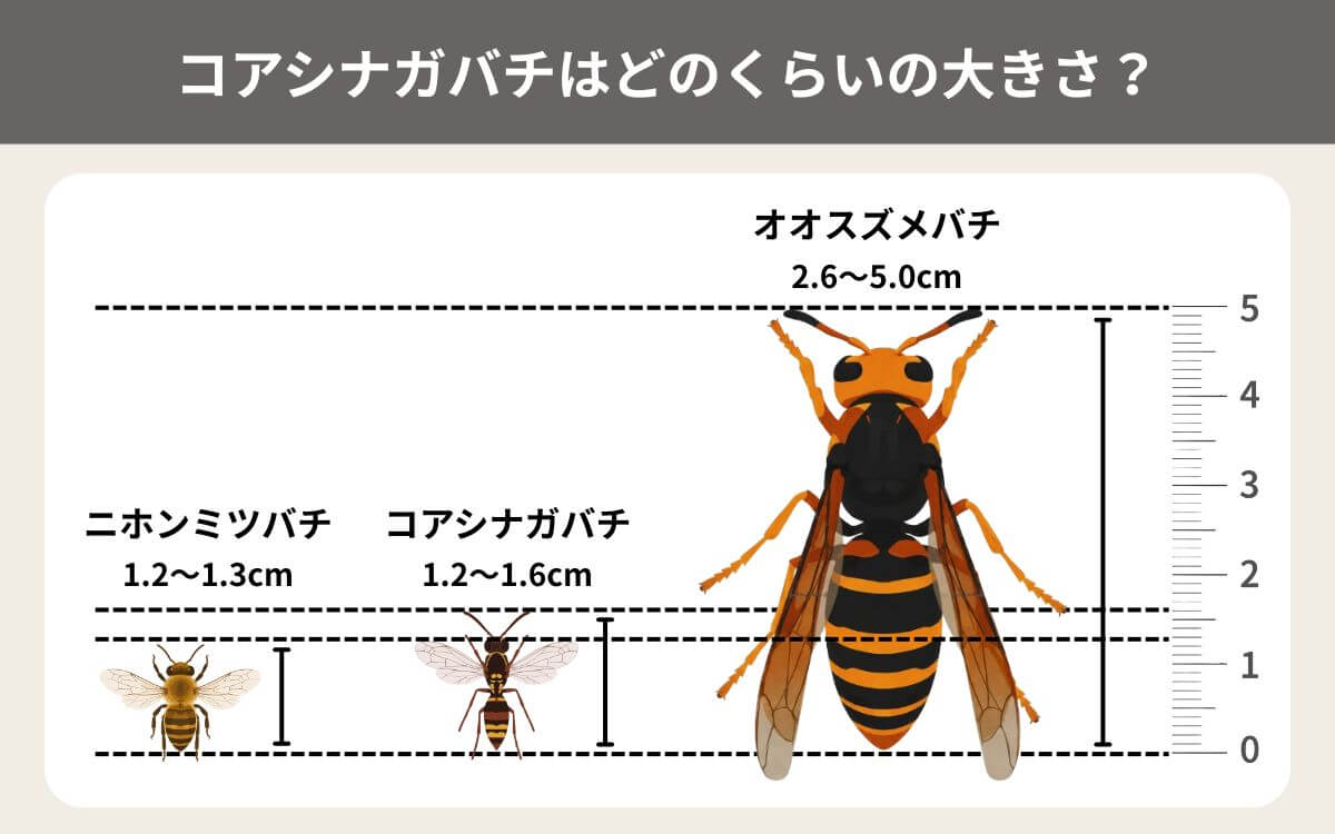 コアシナガバチの大きさ