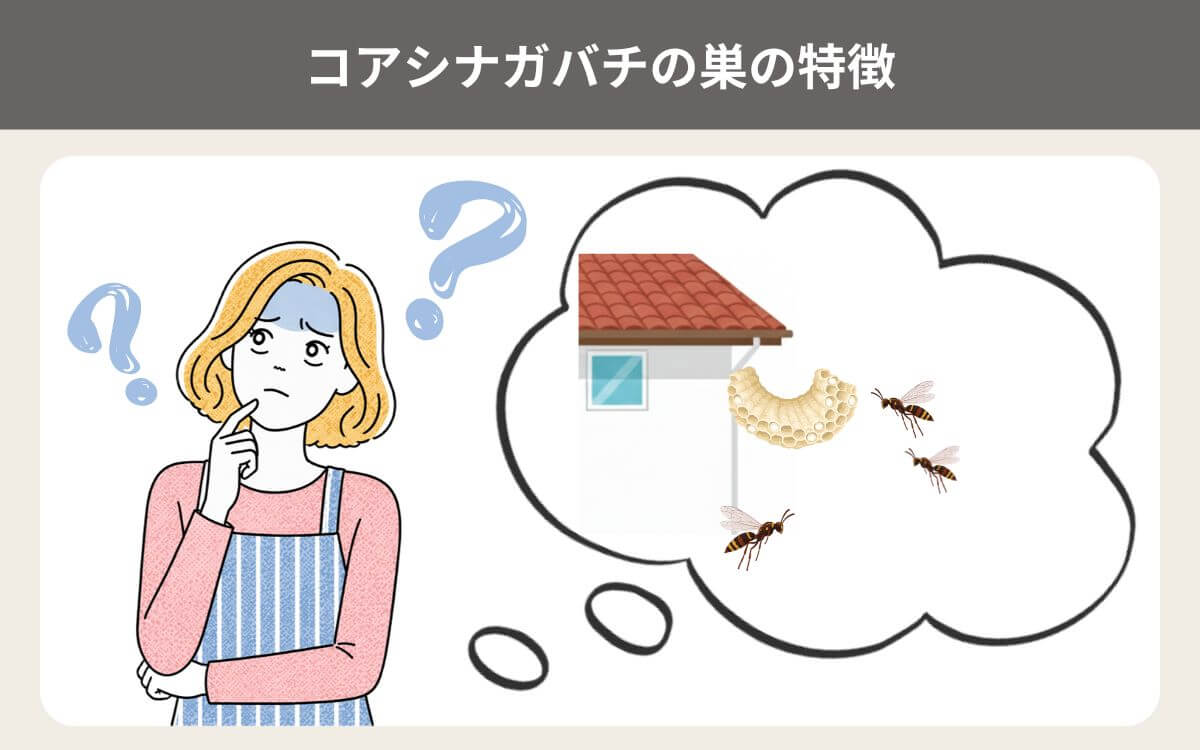 コアシナガバチの巣の特徴