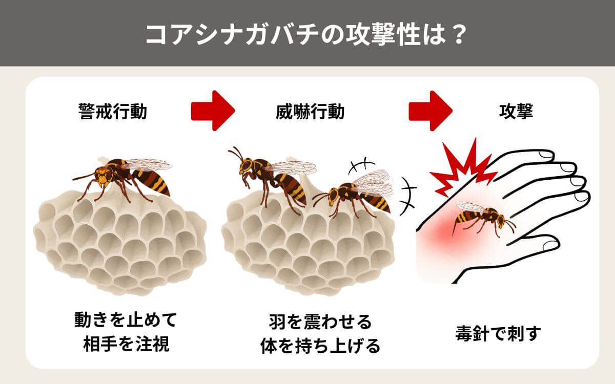 コアシナガバチの攻撃性