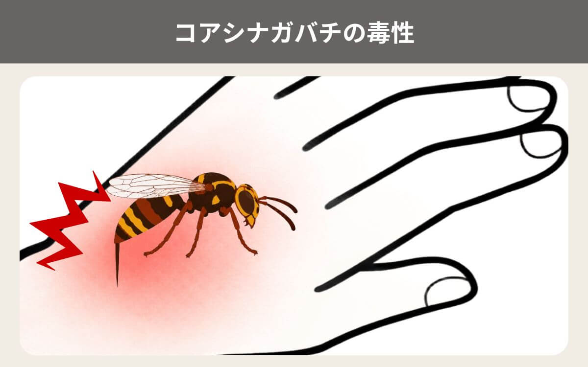 コアシナガバチの毒性