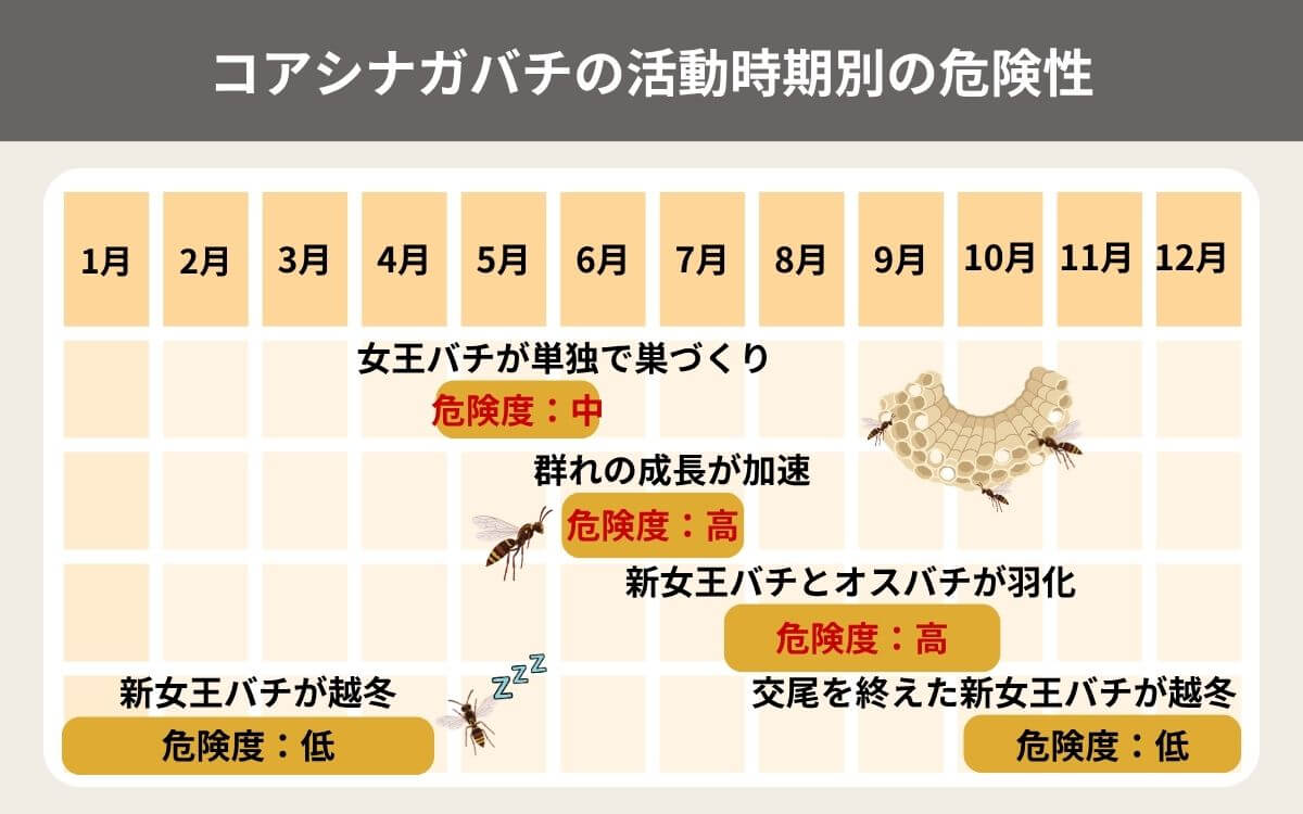 コアシナガバチの活動時期