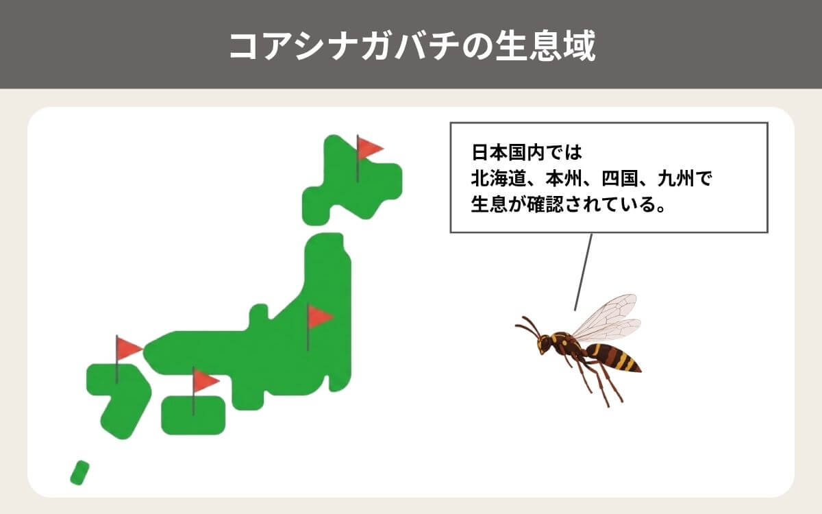 コアシナガバチの生息域