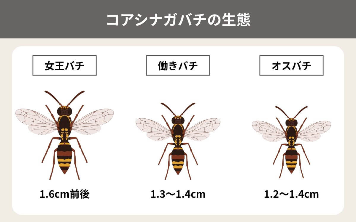 コアシナガバチの生態