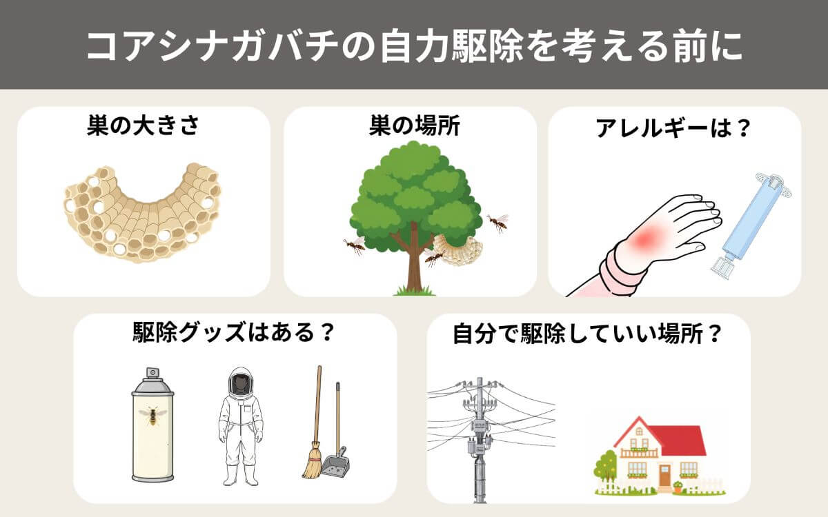 コアシナガバチの自力駆除を考える前に