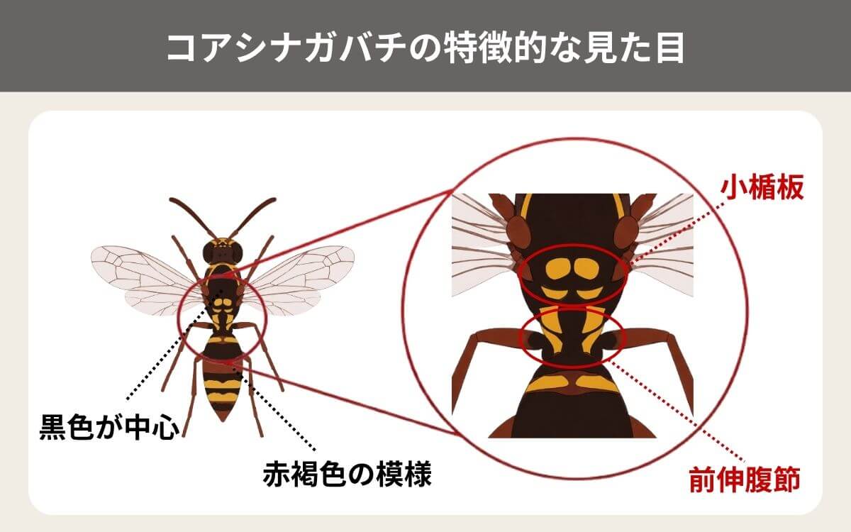 コアシナガバチの見た目