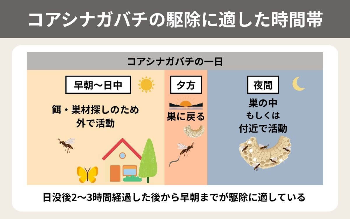 コアシナガバチの駆除に適した時間帯