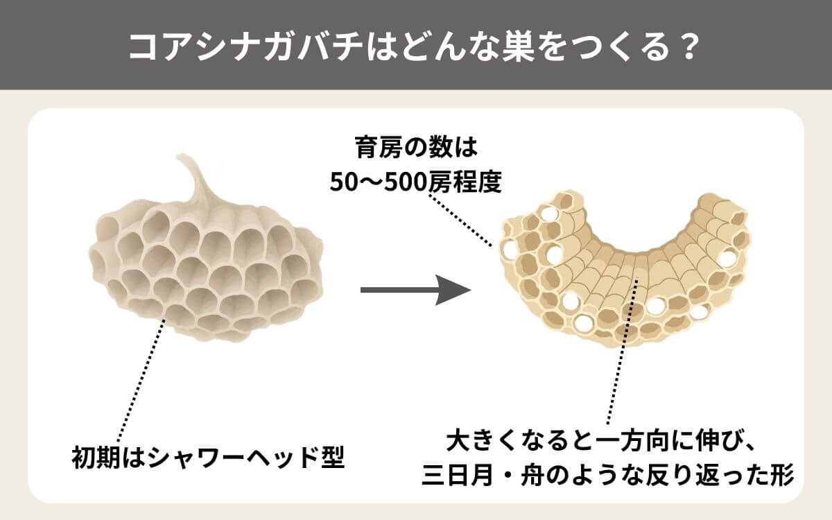 コアシナガバチはどんな巣をつくる？