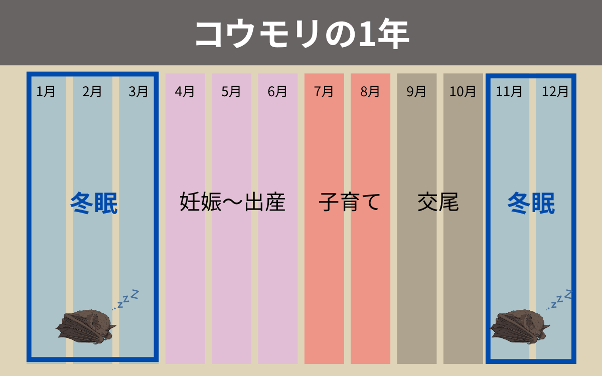 コウモリの1年