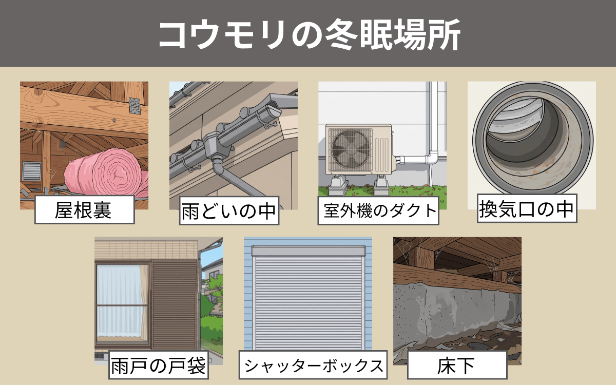 コウモリの冬眠場所