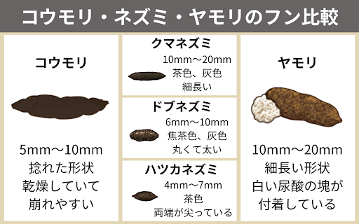 コウモリ・ネズミ・ヤモリフンの違い