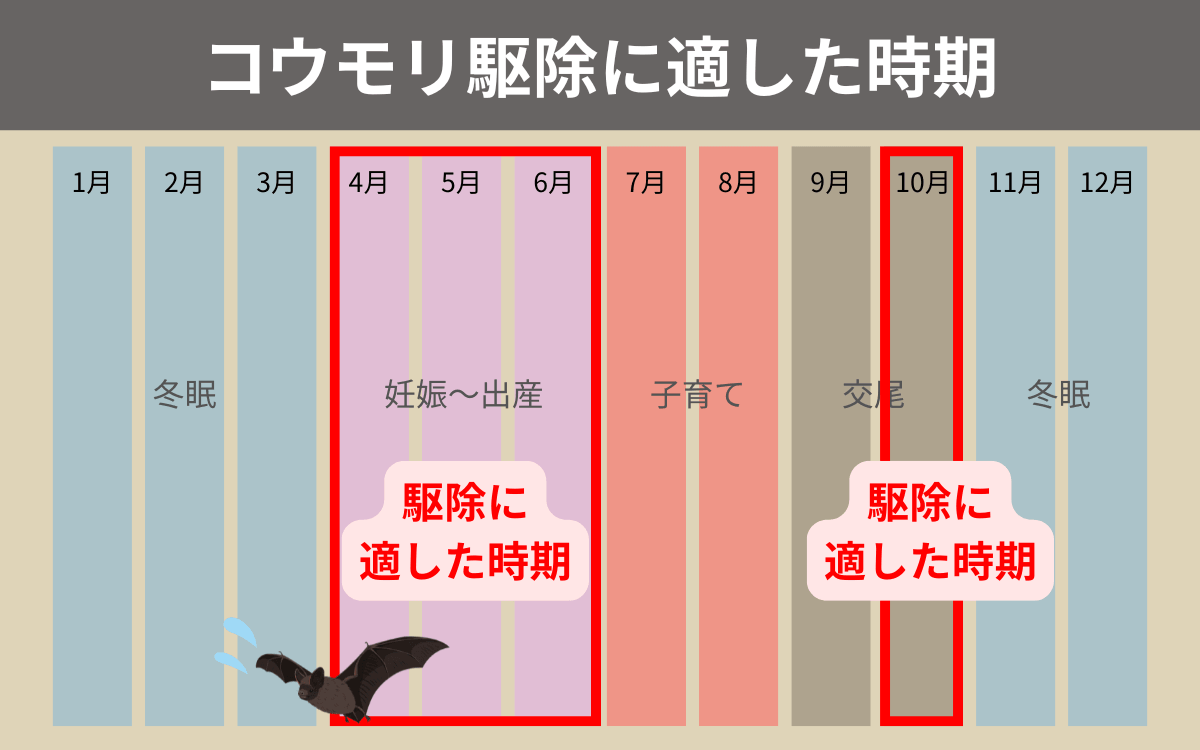 コウモリ駆除に適した時期