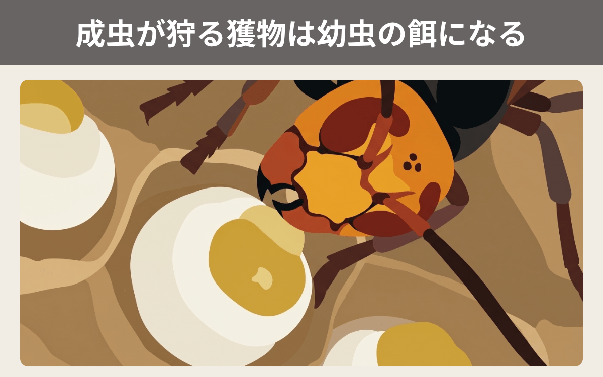 スズメバチの成虫が狩る獲物は幼虫の餌になる