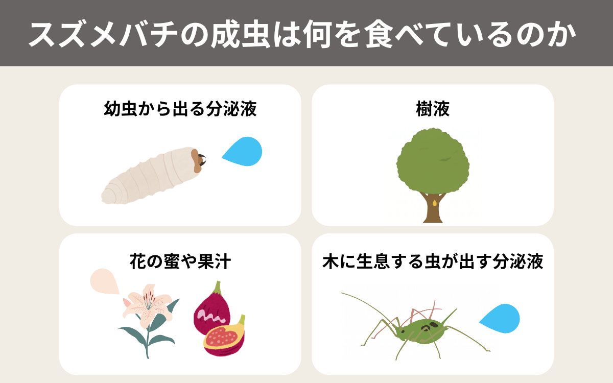 スズメバチの成虫は主に何を餌にしているのか