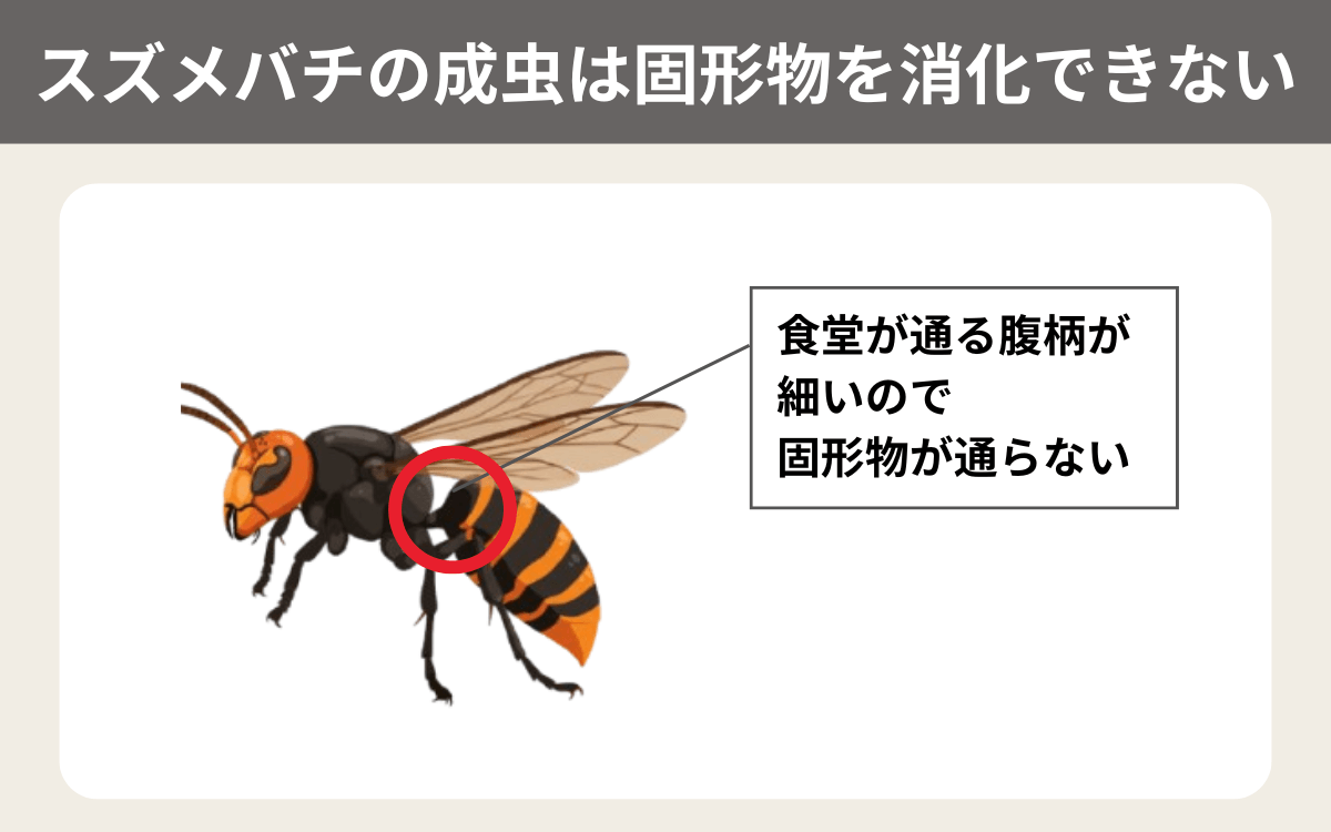 スズメバチの成虫は固形物を消化できない