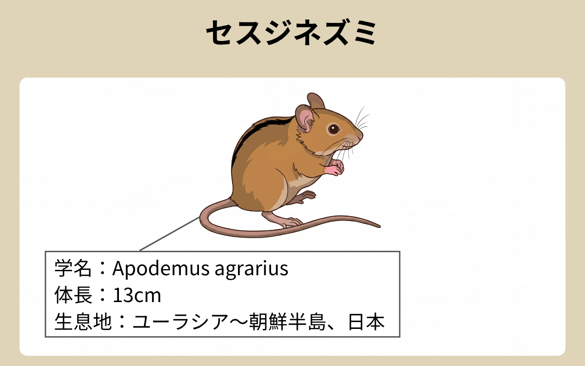 セスジネズミとは