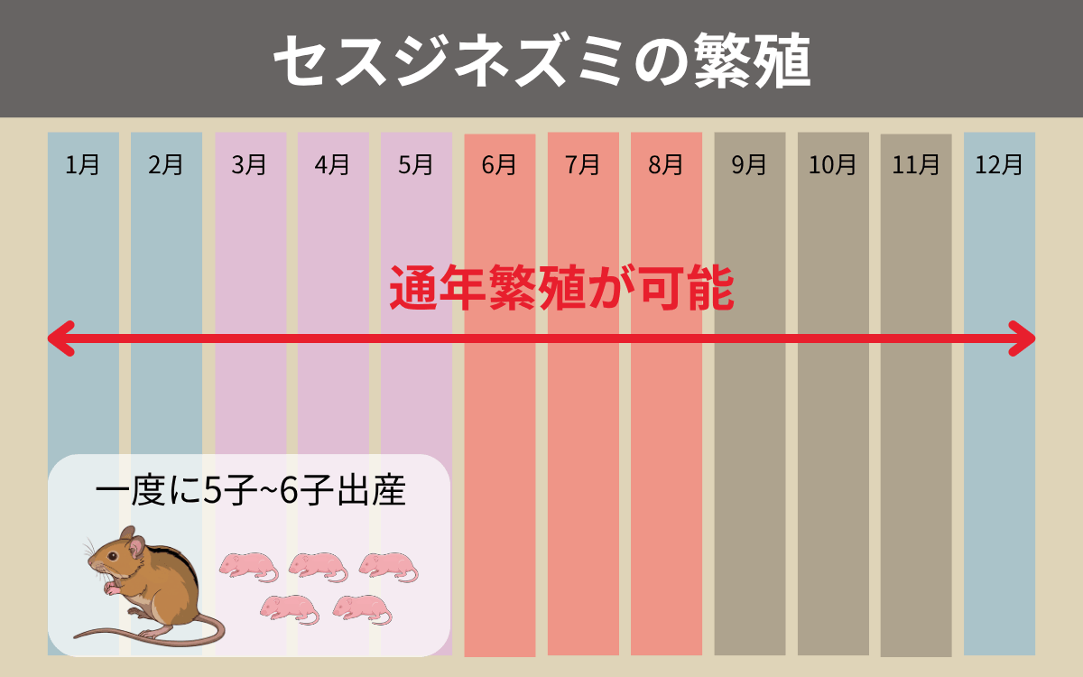 セスジネズミの繁殖