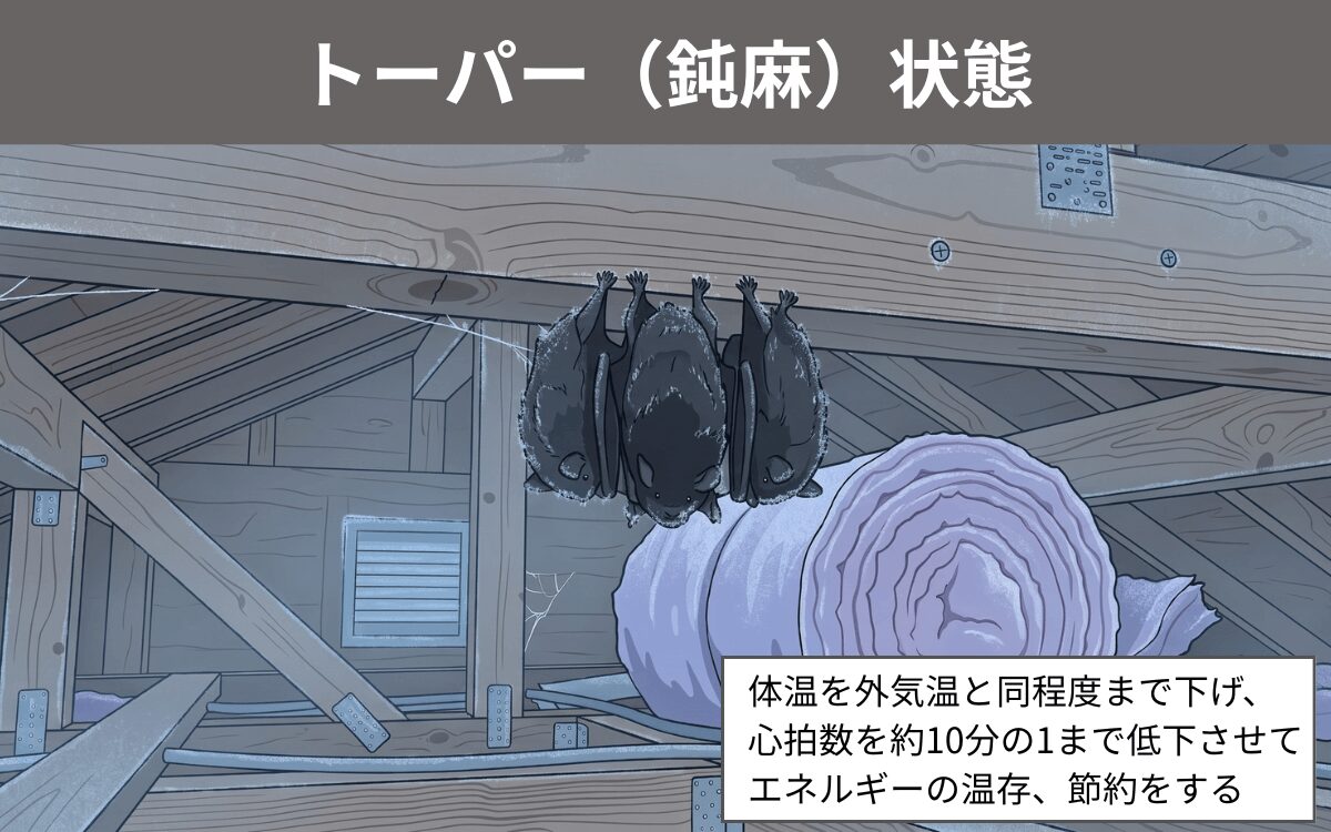 トーパー（鈍麻）状態