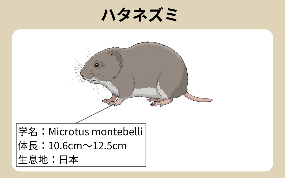 ハタネズミ