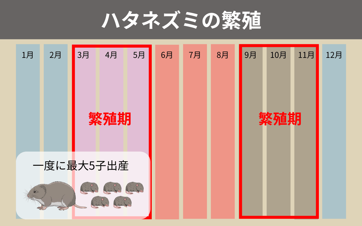 ハタネズミの繁殖