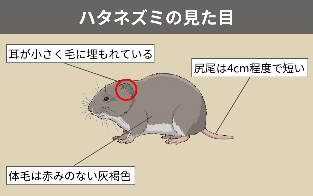 ハタネズミの見た目