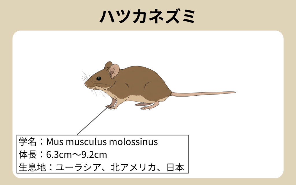 ハツカネズミ