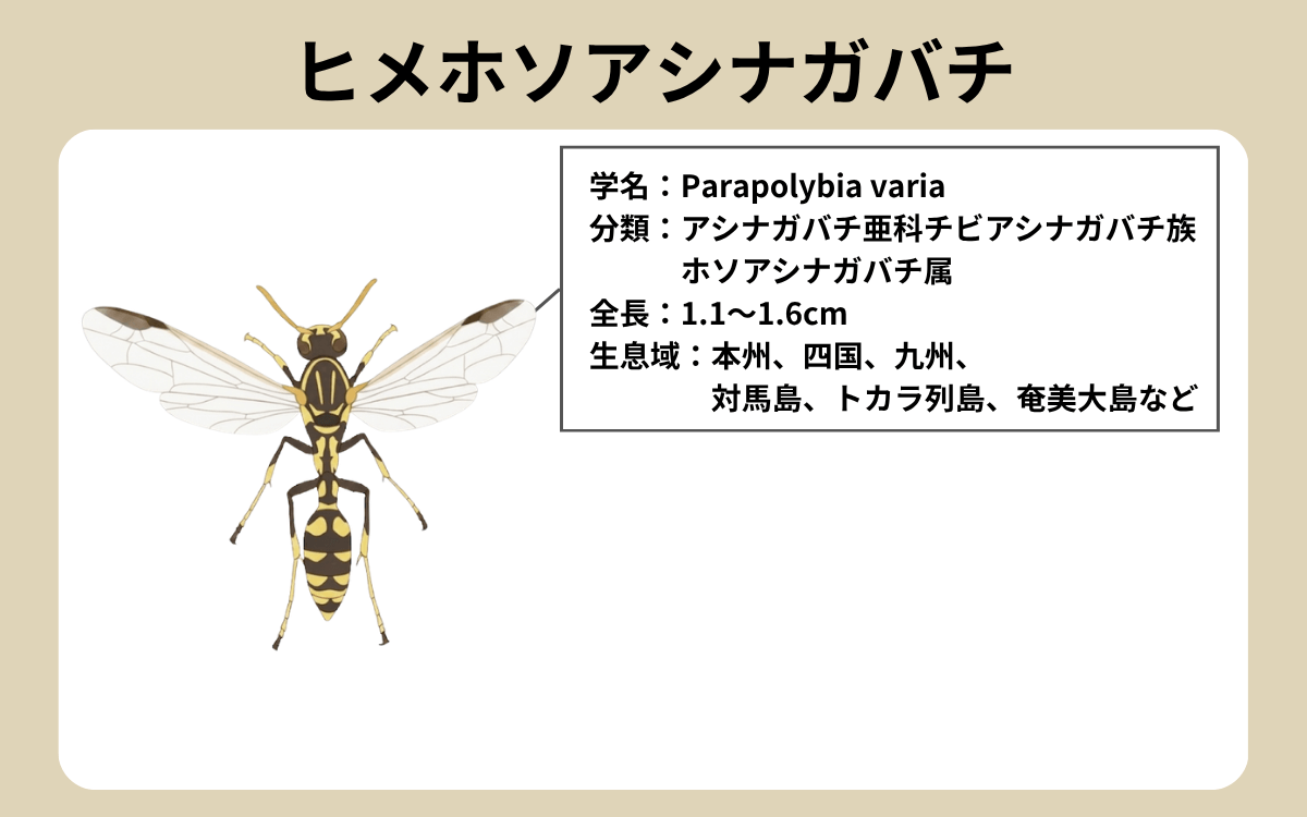 ヒメホソアシナガバチと酷似している