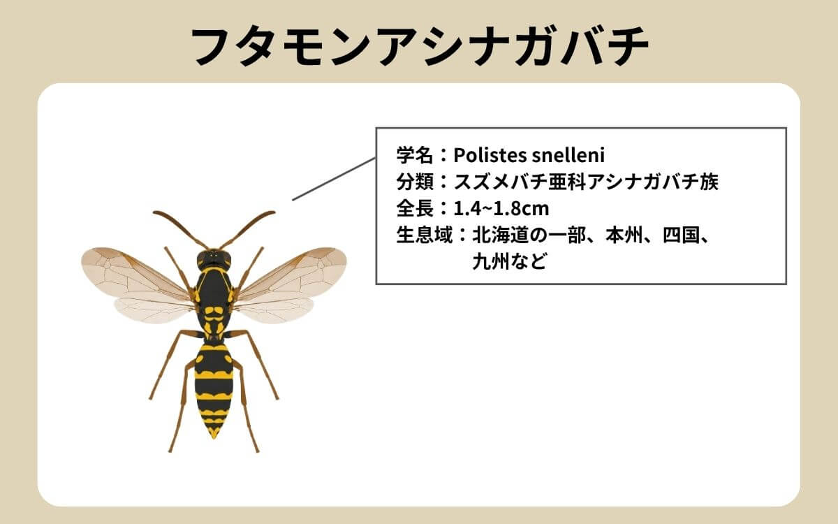フタモンアシナガバチの基本情報